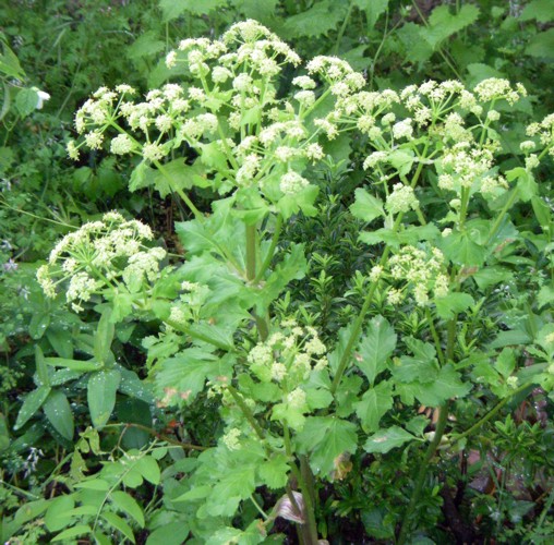 Smyrnium olusatrum